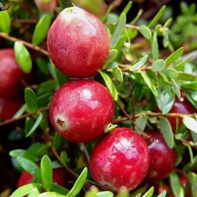 Клюква СТИВЕНС в Дзержинске