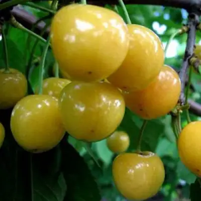 Черешня РОССОШАНСКАЯ ЗОЛОТАЯ в Дзержинске