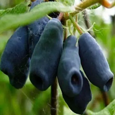 Жимолость съедобная НАРЫМСКАЯ в Дзержинске