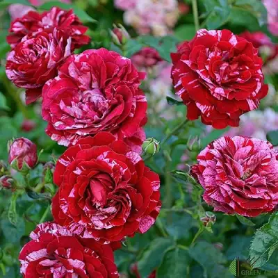 Роза ДИП ИМПРЕШН флорибунда в Дзержинске