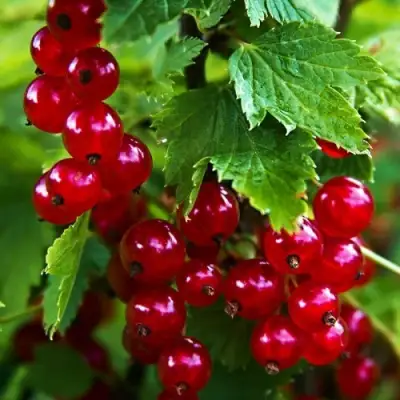 Смородина красная РОЛАН в Дзержинске