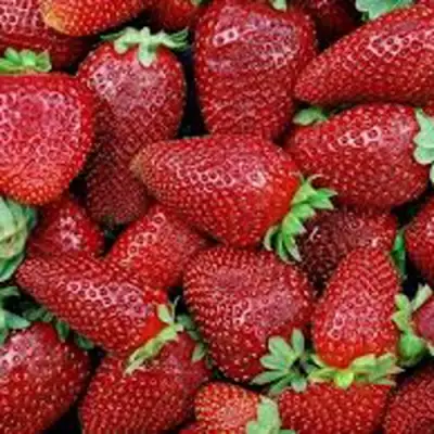 Клубника СКАЛА в Дзержинске