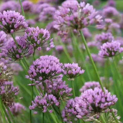 Лук угловатый в Дзержинске