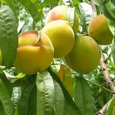 Персик СЕЯНЕЦ СТАРКА в Дзержинске