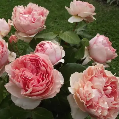 Роза ФИЛИНГ чайно-гибридная в Дзержинске