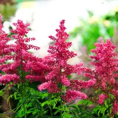 Астильба ЮНИК КАРМИН гибридная в Дзержинске