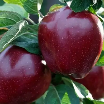 Яблоня РЕД ЧИФ в Дзержинске