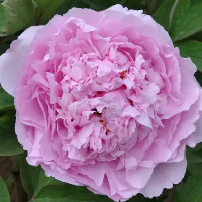 Пион ПРОЗРАЧНАЯ РОСА древовидный в Дзержинске