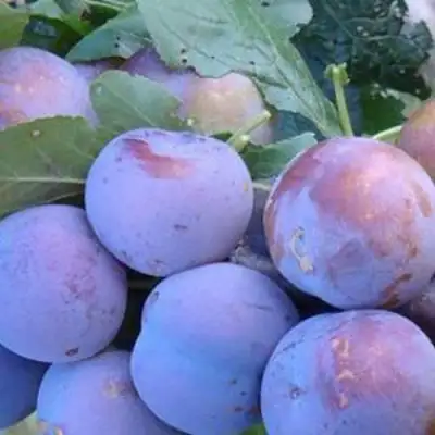 Слива НАГРАДА НЕМАНСКАЯ в Дзержинске