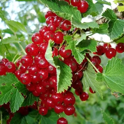 Смородина красная ГОЛЛАНДСКАЯ КРАСНАЯ в Дзержинске