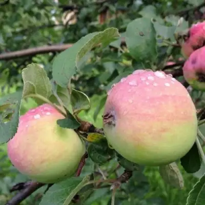 Яблоня УТРО в Дзержинске