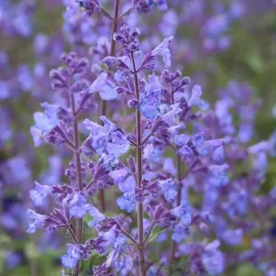 Котовник КИТ КЭТ фассена в Дзержинске