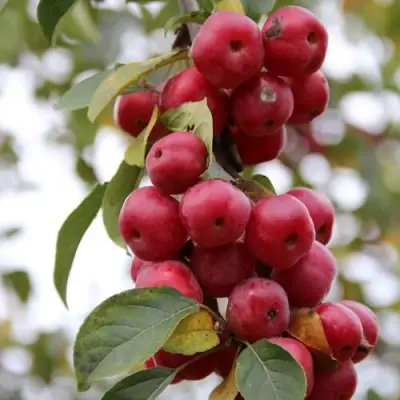 Яблоня РЕД ОБЕЛИСК колонновидная в Дзержинске