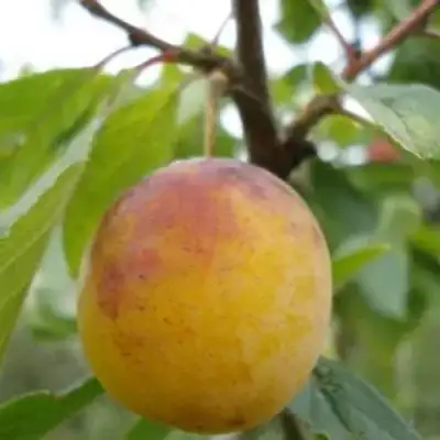 Слива ЯХОНТОВАЯ в Дзержинске