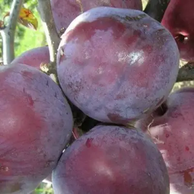 Слива ПАННА в Дзержинске