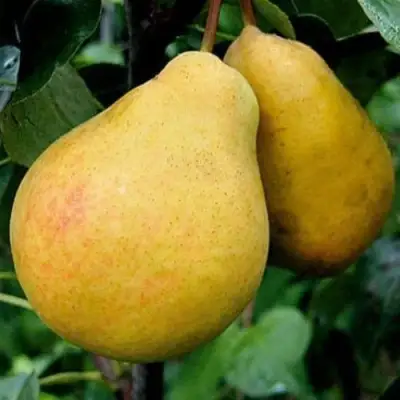 Груша ВЕЛИКАЯ ЛЕТНЯЯ (БОЛЬШАЯ ЛЕТНЯЯ) в Дзержинске
