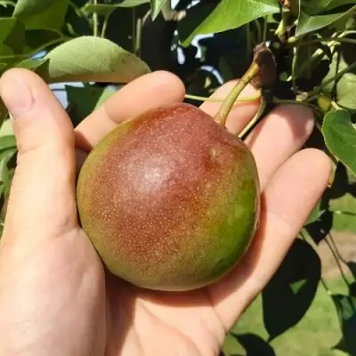 Груша КУПАЛА в Дзержинске