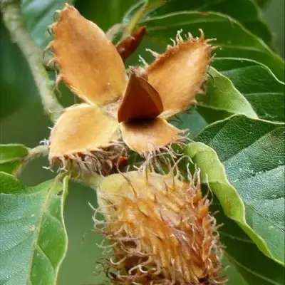 Бук обыкновенный в Дзержинске