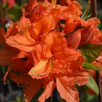 Азалия МАНДАРИН ЛАЙТС листопадная в Дзержинске