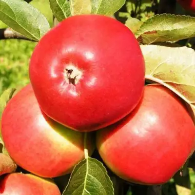 Яблоня СЯБРЫНА в Дзержинске