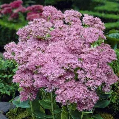 Очиток (седум) БРИЛЛИАНТ в Дзержинске