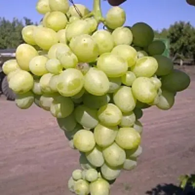 Виноград АРКАДИЯ в Дзержинске