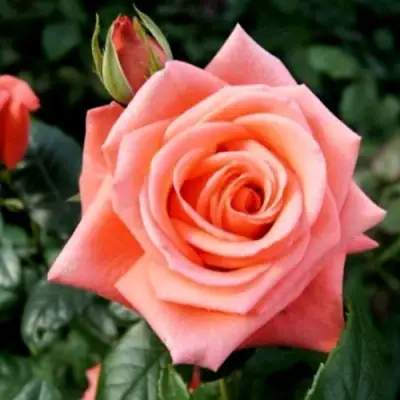 Роза ВАУ чайно-гибридная в Дзержинске