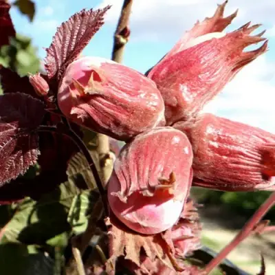 Фундук АЛЫЙ ПАРУС в Дзержинске