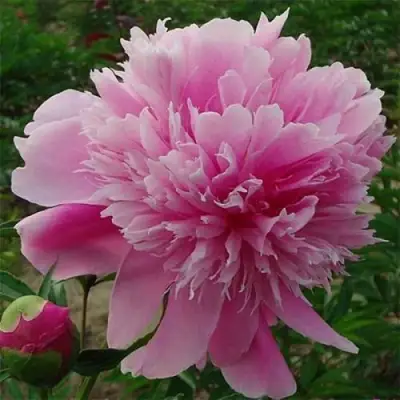 Пион ГОЛУБАЯ ХРИЗАНТЕМА травянистый в Дзержинске