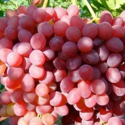 Виноград КИШМИШ КРАСНЫЙ в Дзержинске