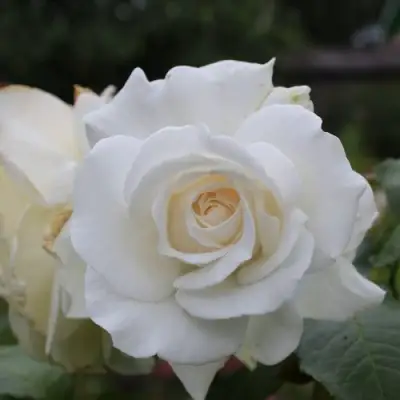 Роза АНАСТАСИЯ чайно-гибридная в Дзержинске