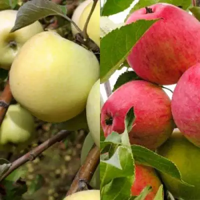 Комплект ЯБЛОЧНЫЙ ТАНДЕМ в Дзержинске