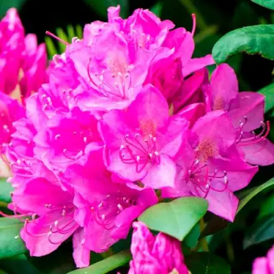 Азалия ПУРПУРТРАУМ японская в Дзержинске