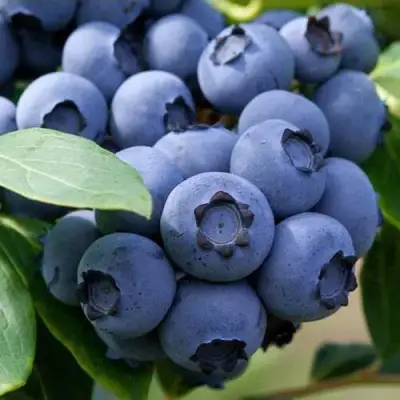 Голубика СПАРТАН в Дзержинске