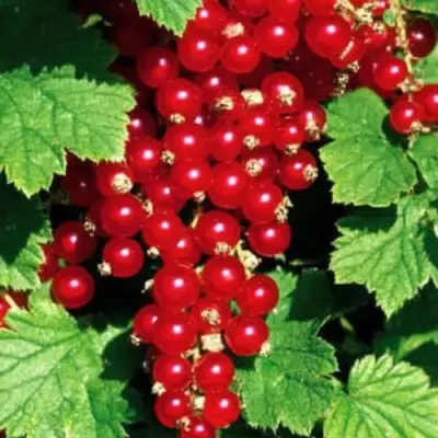 Смородина красная РЕД ЛЕЙК в Дзержинске