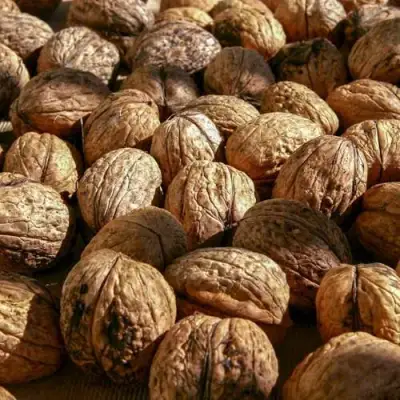 Грецкий орех ПИНСКИЙ в Дзержинске