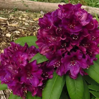 Рододендрон ПОЛАРНАХТ в Дзержинске