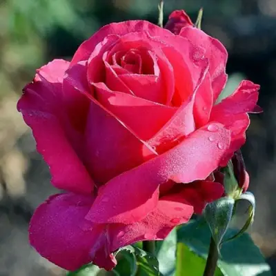 Роза ВИЕН РОУЗ чайно-гибридная в Дзержинске