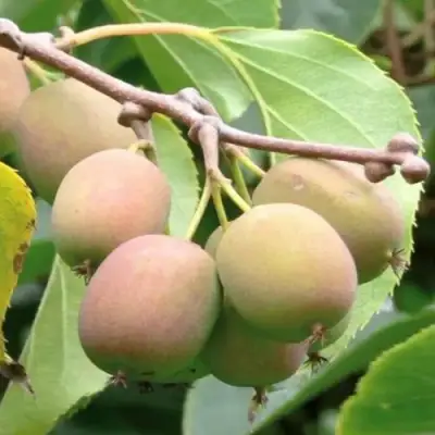 Актинидия ГИБРИДНАЯ КОЛБАСИНОЙ в Дзержинске