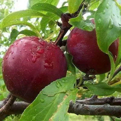 Слива КЛЕОПАТРА в Дзержинске