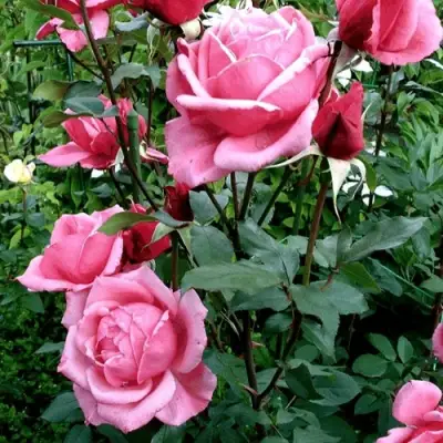 Роза ЭЙФЕЛЕВА БАШНЯ чайно-гибридная в Дзержинске