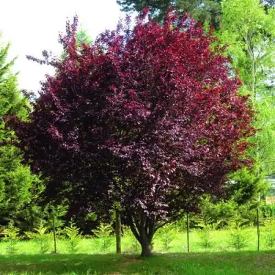 Слива НИГРА растопыреная в Дзержинске