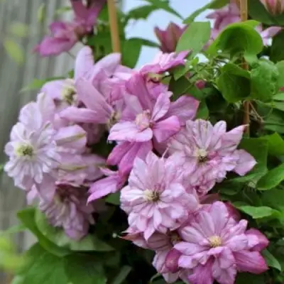 Клематис ИННОСЕНТ ГЛАНС в Дзержинске