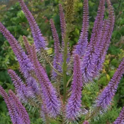 Вероникаструм ФАСЦИНЕЙШН в Дзержинске