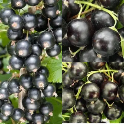 Комплект ЧЕРНАЯ СИЛА в Дзержинске