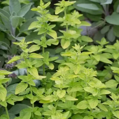 Душица ТАМБЛС ВАРИЕТИ обыкновенная в Дзержинске