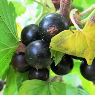 Смородина чёрная КАТЮША в Дзержинске