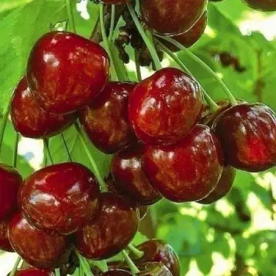 Черешня БУРЛАТ в Дзержинске