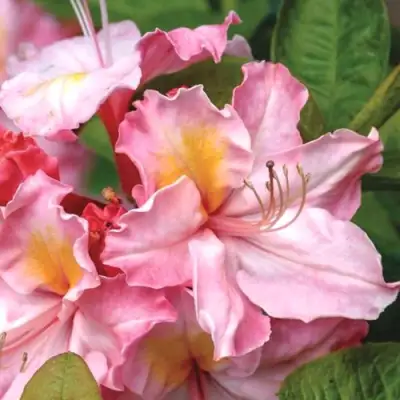 Азалия СЕССИЛЬ листопадная в Дзержинске