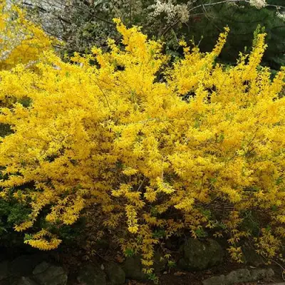 Форзиция ГОЛДЗАУБЕР средняя в Дзержинске